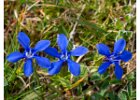 5 Gentians.jpg